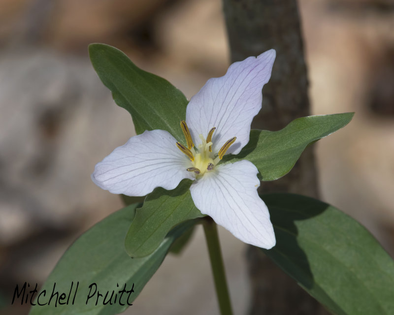 Ozark Wake Robin--Trillium pusillum var. ozarkanum