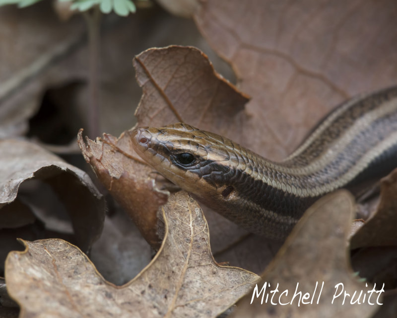 Five-lined Skink--Plestiodon fasciatus