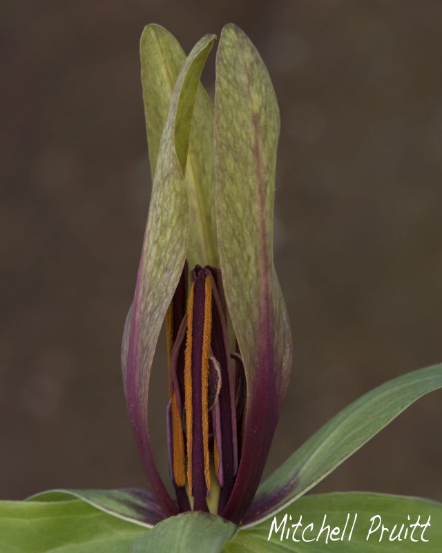 Green Trillium--Trillium viridescens)