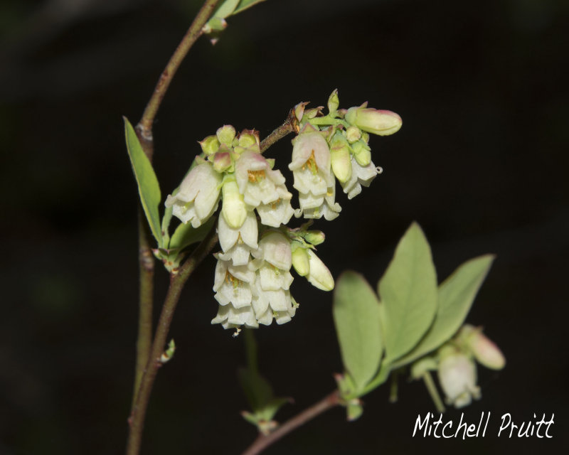 Low-bush Blueberry--Vaccinium pallidum