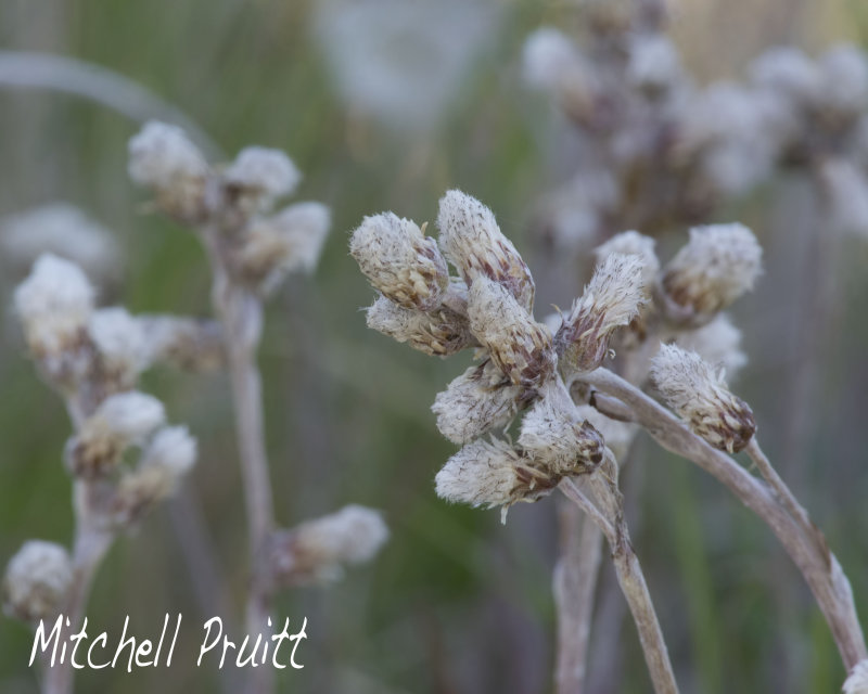 Field Pussytoes--Antennaria neglecta)