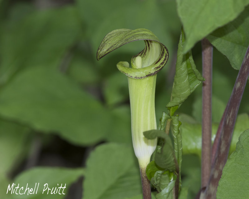 Jack-in-the-Pulpit--Arisaema atrorubens)