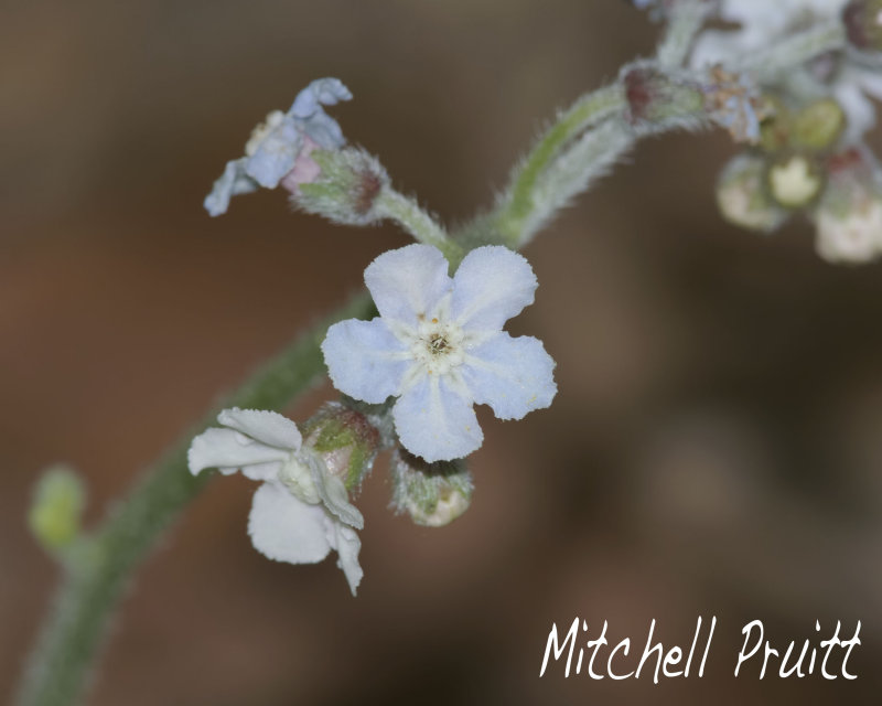 Wild Comfrey--Cynoglossum virginianum