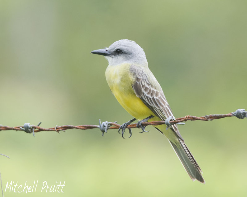 Couchs/Tropical Kingbird