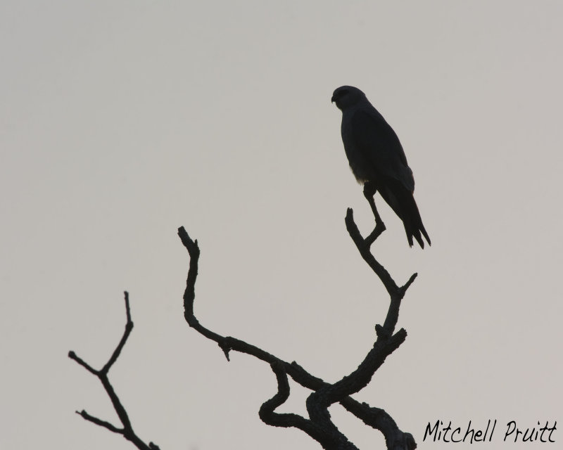 Mississippi Kite 