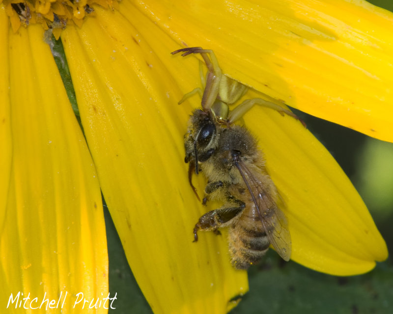 Crab Spider with Breakfast