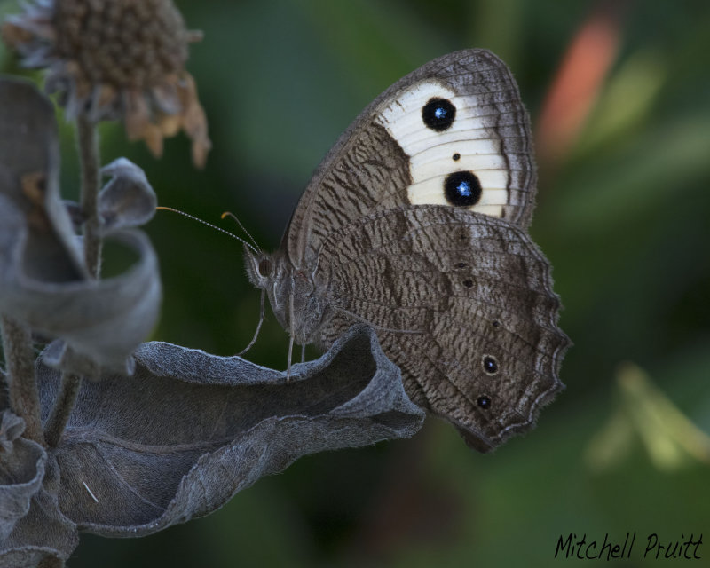 Common Wood-Nymph