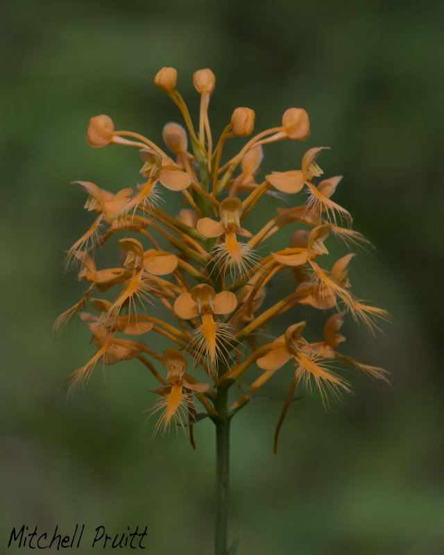 Yellow-fringed Orchid