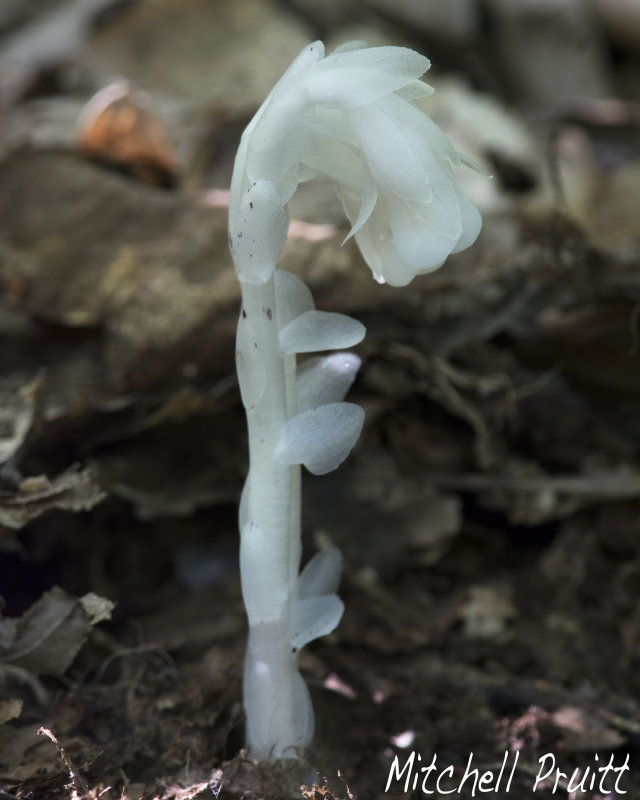 Indian Pipe