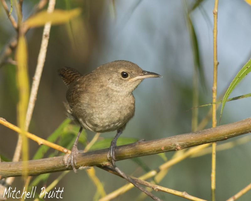 House Wren