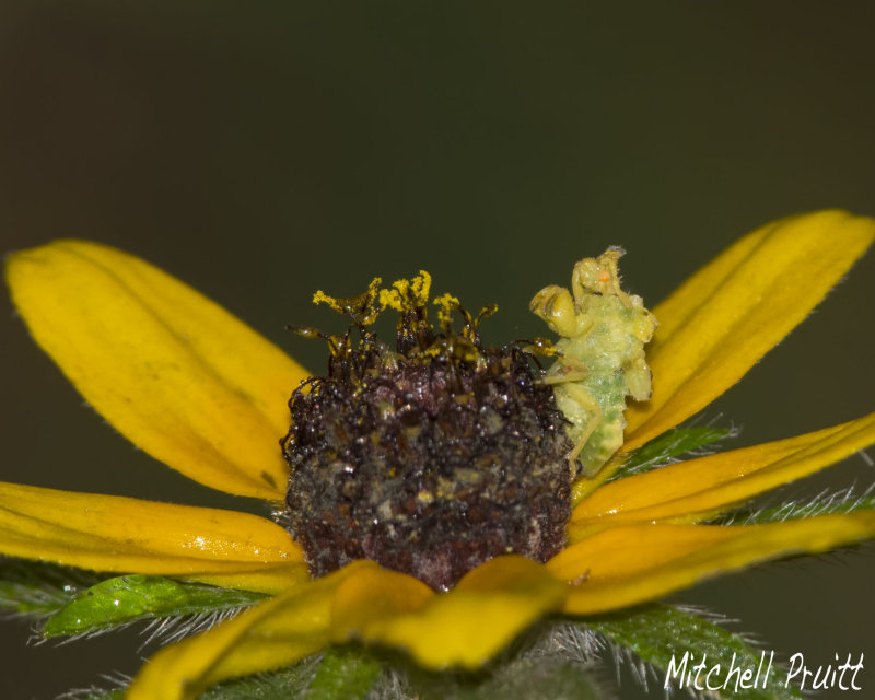 Ambush Bug