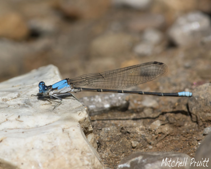 Blue Dancer