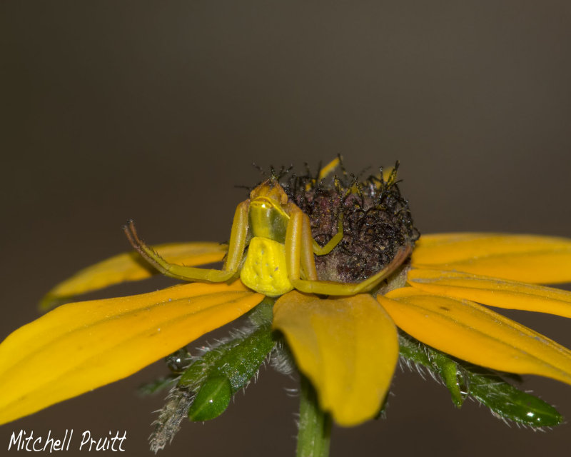 Crab Spider