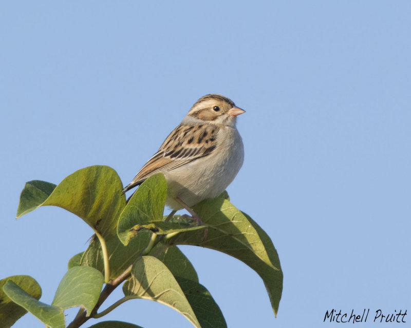 Clay-colored Sparrow