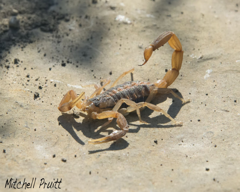 Striped Bark Scorpion