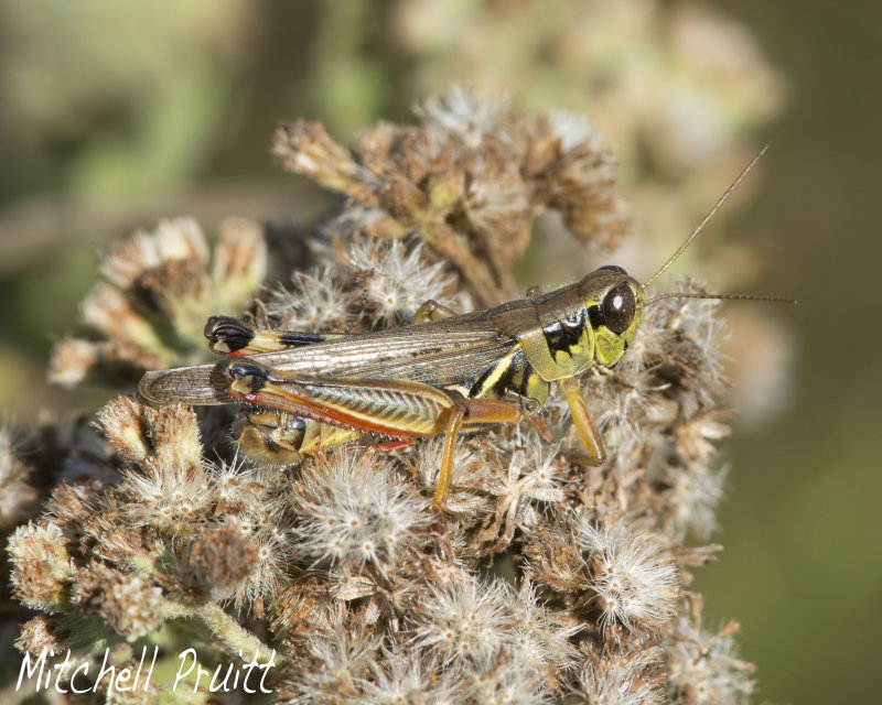 Red-legged Grasshopper