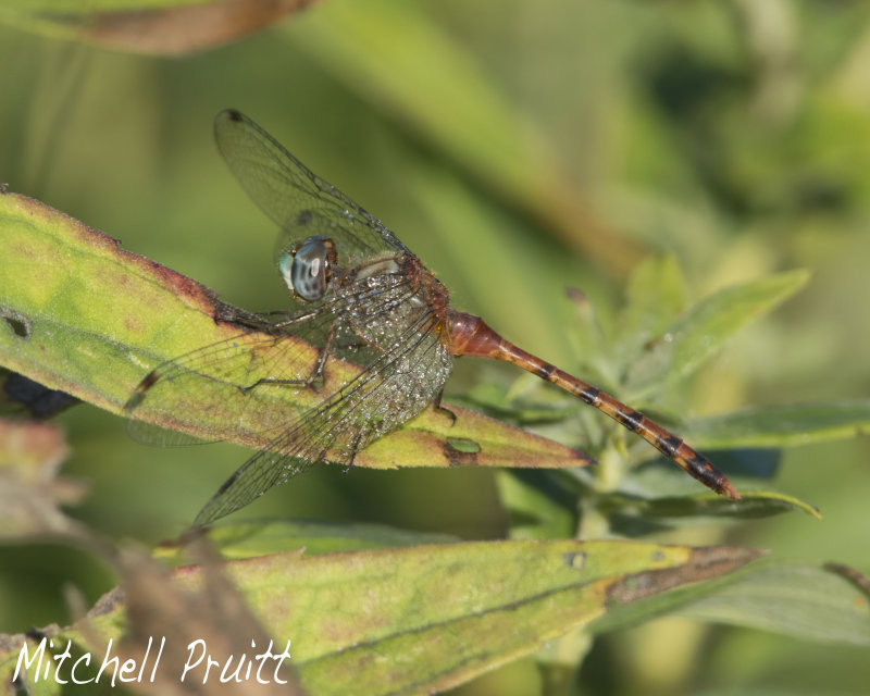 Blue-faced Meadowhawk (male)