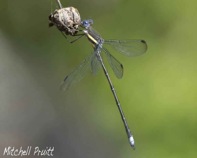 Great Spreadwing