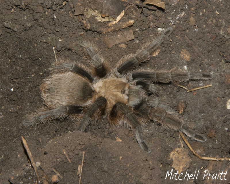 Arkansas Chocolate Tarantula (Aphonopelma hentzi)