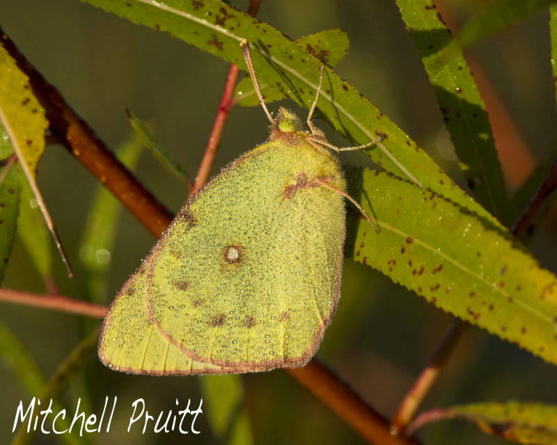 Orange Sulphur