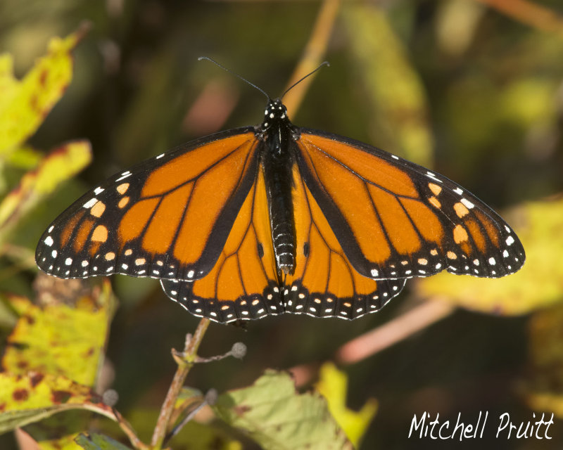 Monarch