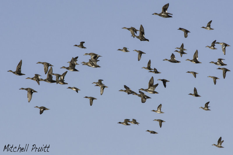 Assorted Waterfowl