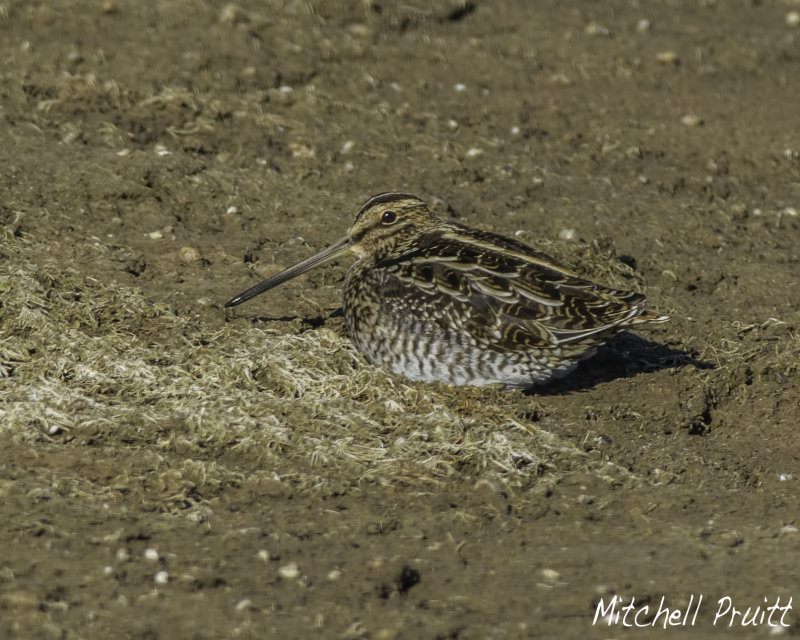 Wilsons Snipe
