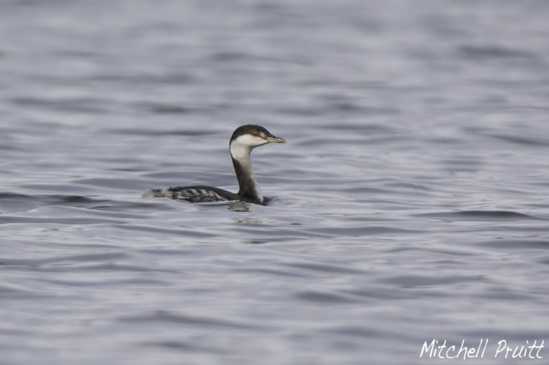 Horned Grebe