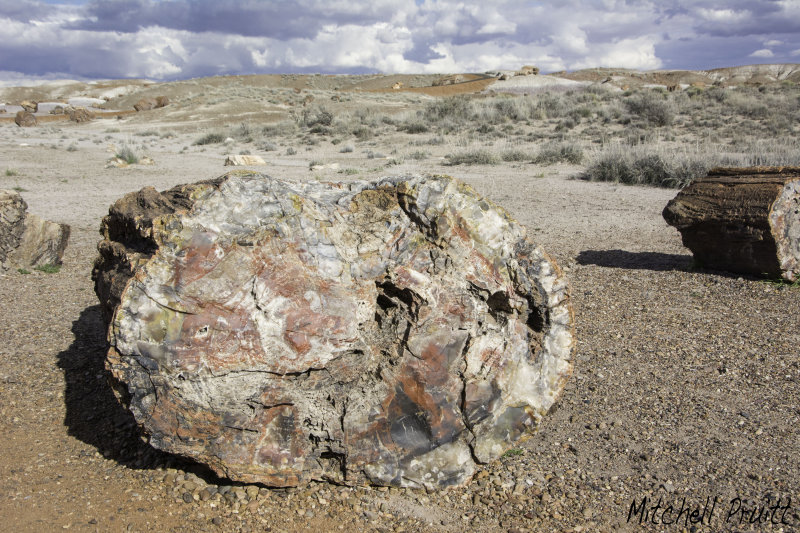 Petrified Forest National Park