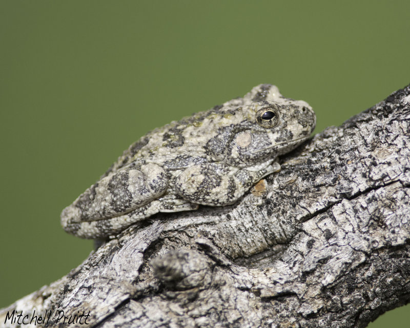 Canyon Treefrog