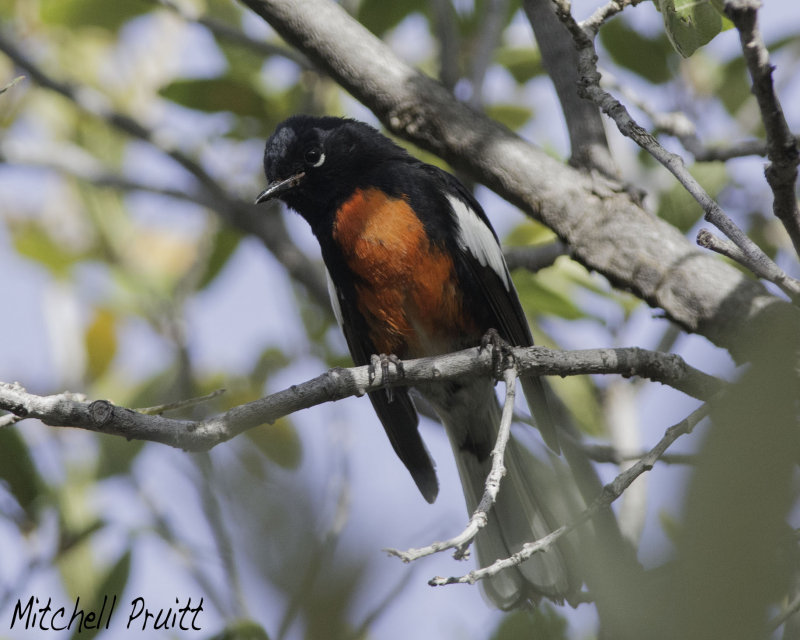 Painted Redstart