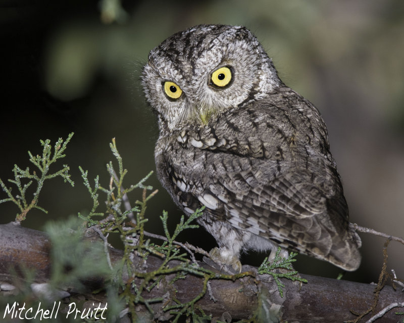 Whiskered Screech-Owl