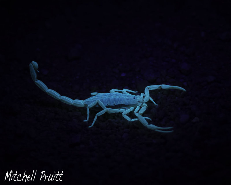 Bark Scorpion sp.