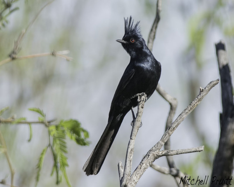 Phainopepla
