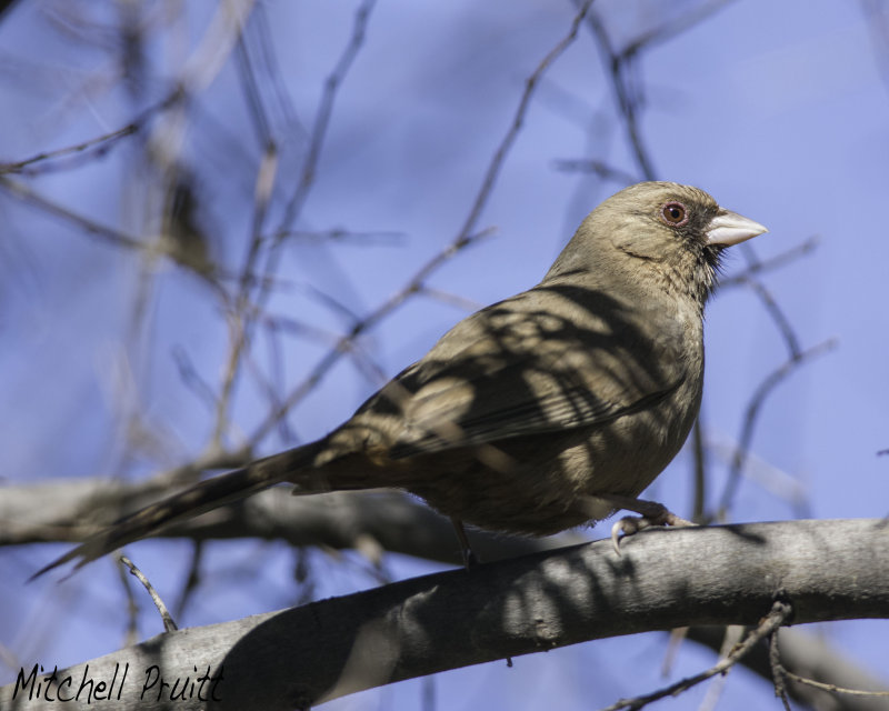 Aberts Towhee