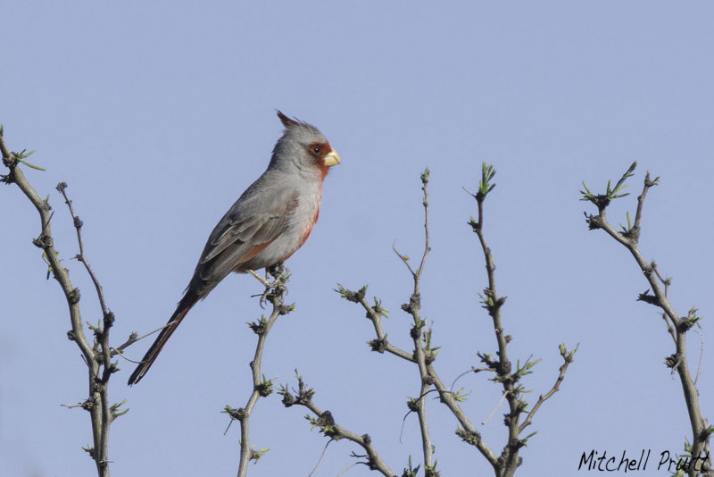 Pyrrhuloxia