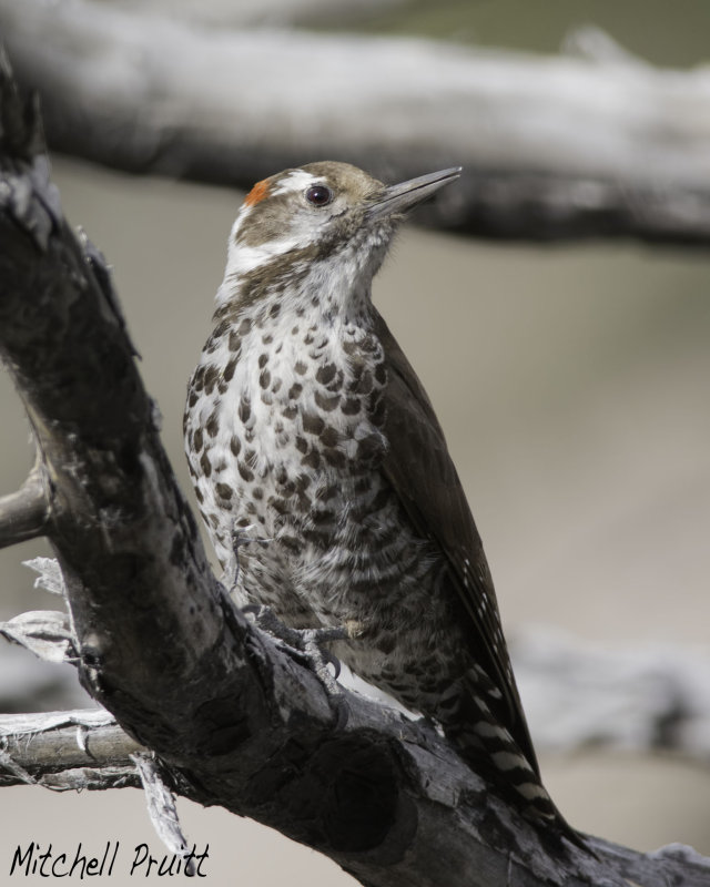 Arizona Woodpecker