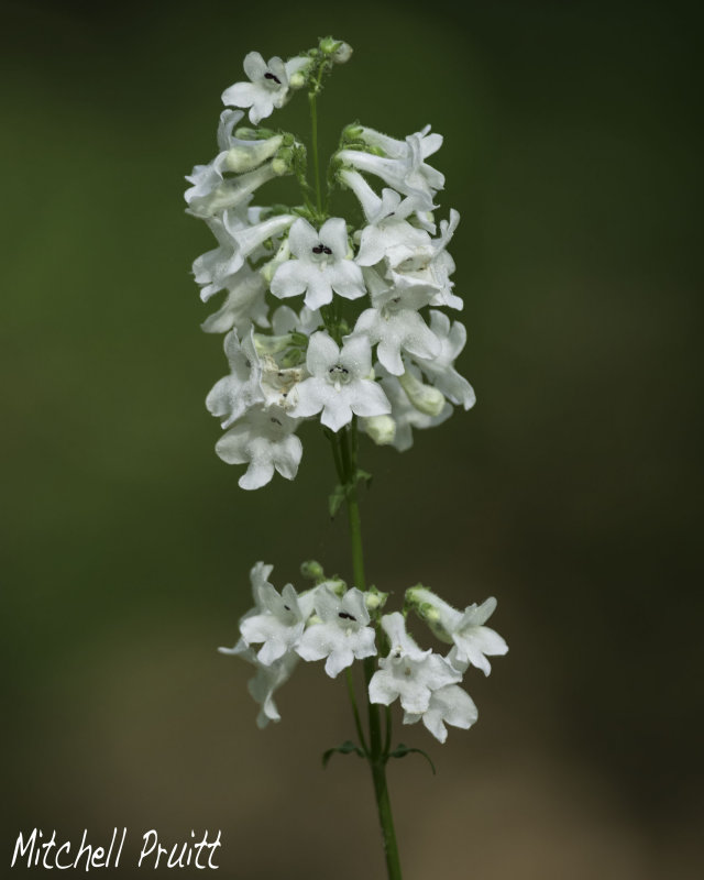 White Wand Beardtongue--Penstemon tubifloris