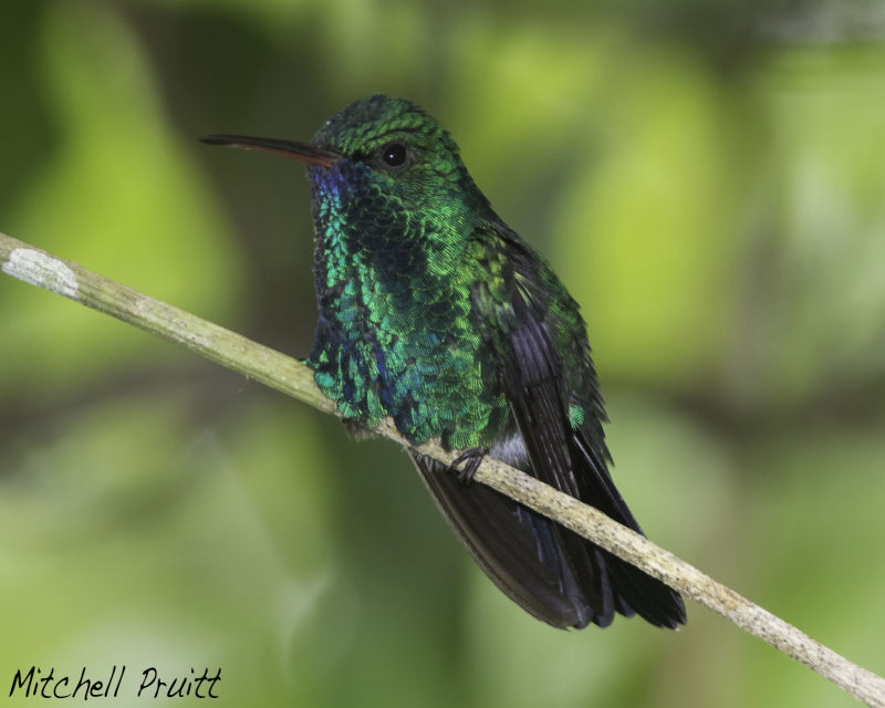 Blue-chinned Sapphire