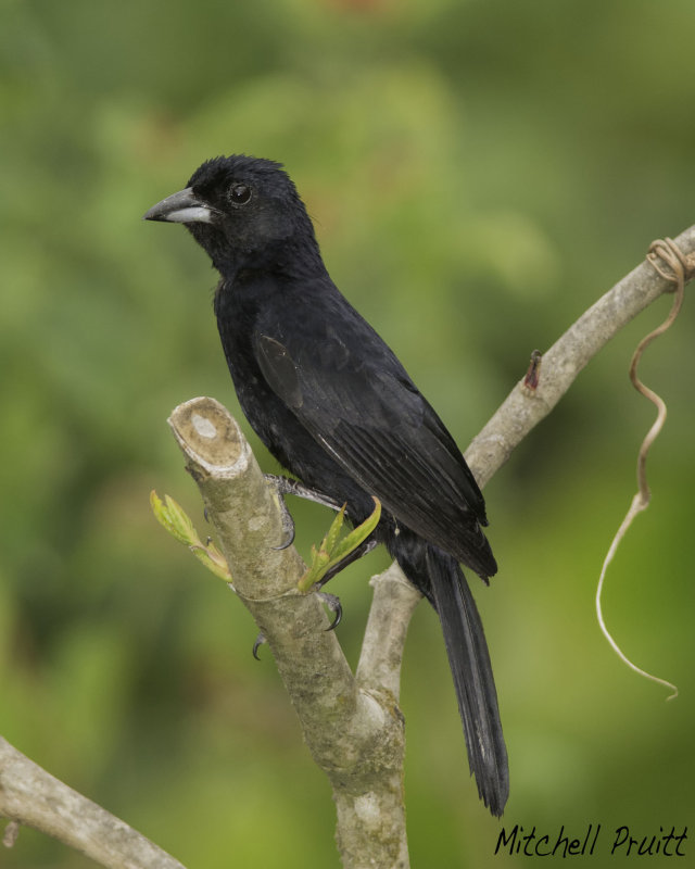 White-lined Tanager