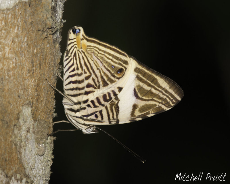 The Mosaic (Colobura dirce)