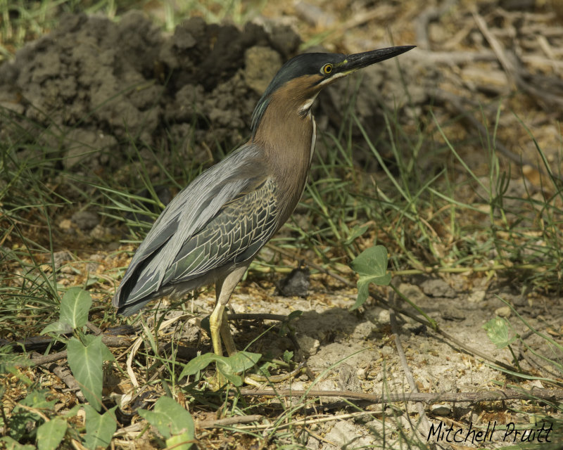 Green Heron