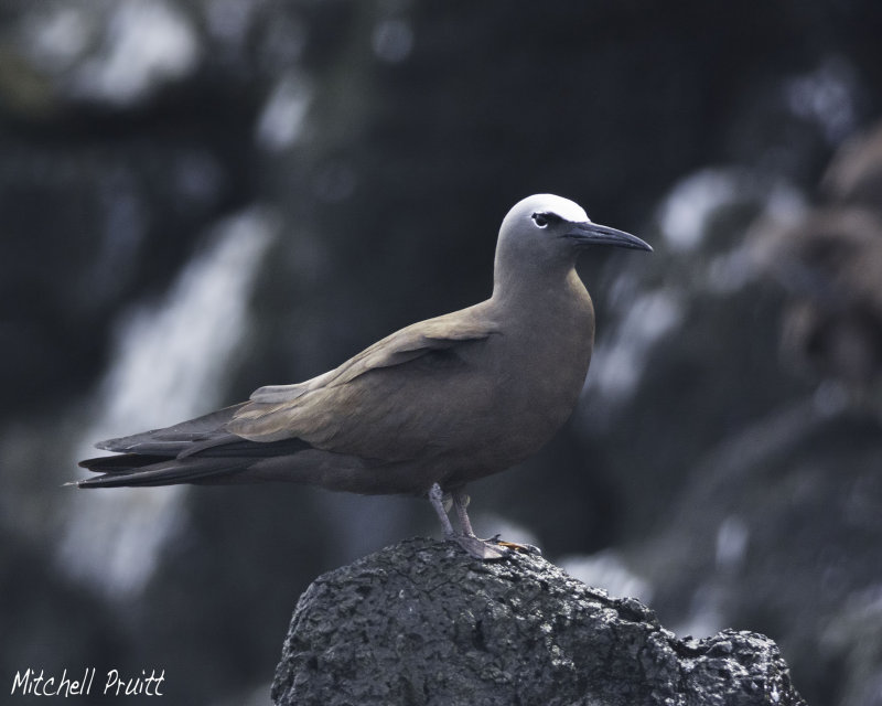 Brown Noddy