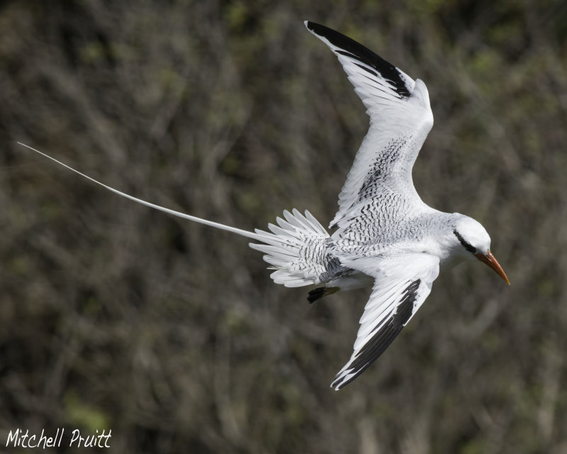 Red-billed Tropicbird
