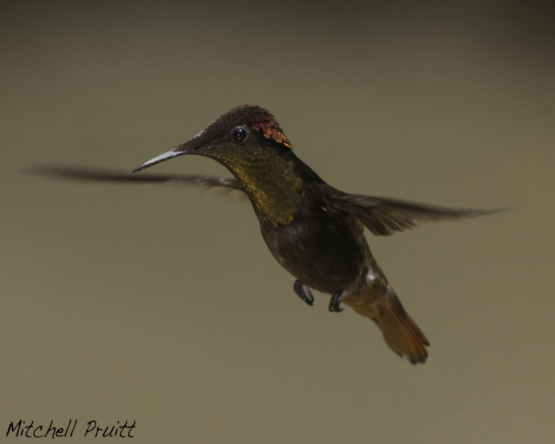 Ruby-topaz Hummingbird