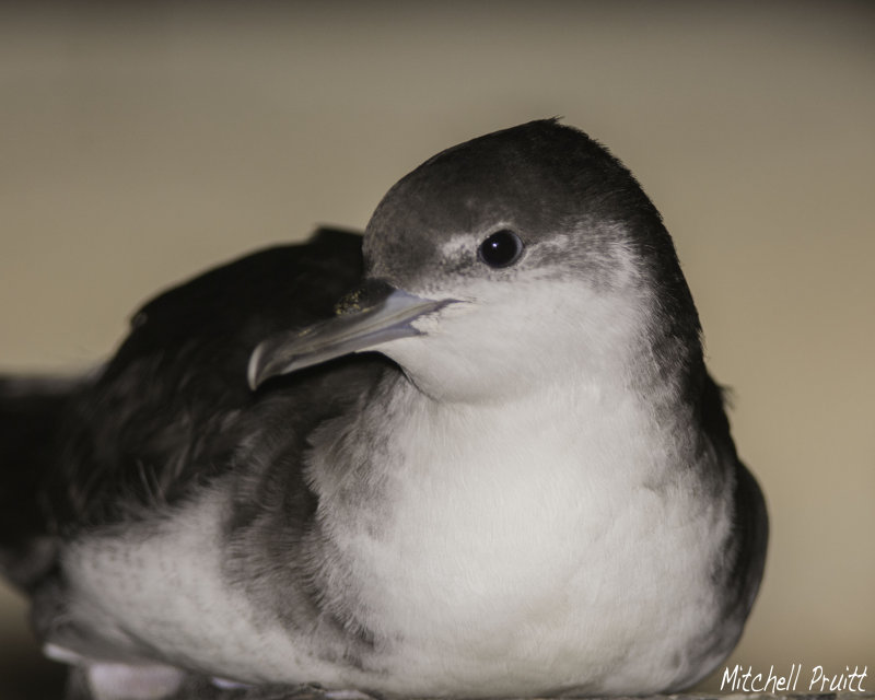 Audubons Shearwater