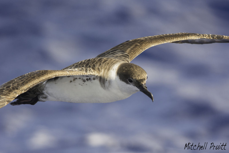 Great Shearwater