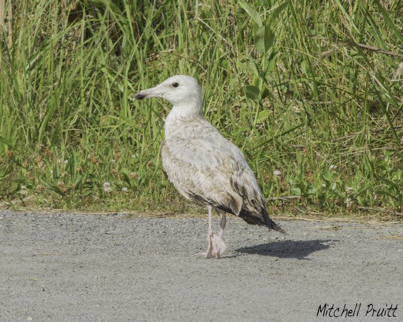 Herring Gull