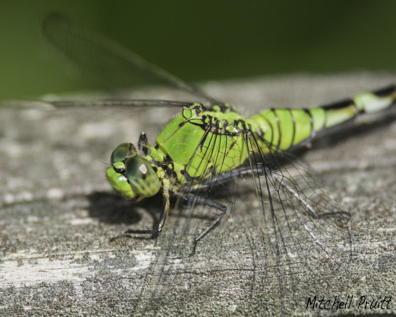 Eastern Pondhawk