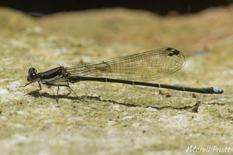 Blue-tipped Dancer--Argia tibialis